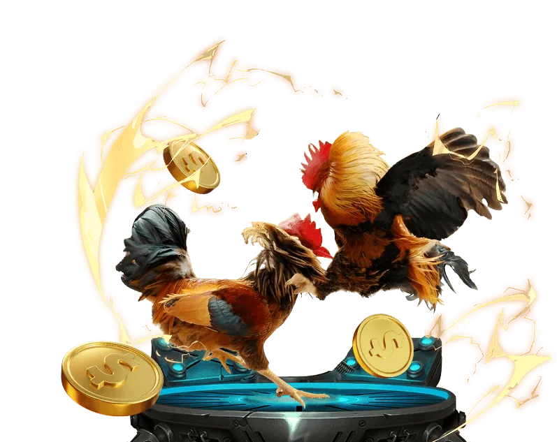 Hình ảnh đá gà trực tiếp với các trận đấu sôi động tại Hi88.